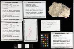 Foto (Objekt + Etiketten) von Cracensigillatus acutirostris (Moericke, 1889) 